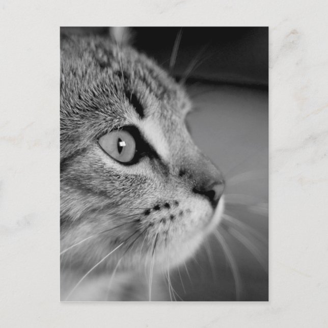 Postal Contemplación de gato blanco y negro (Anverso)