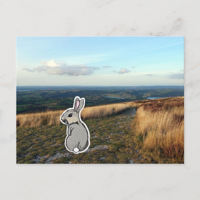 Postal Contemplative Rabbit (color) (Anverso)