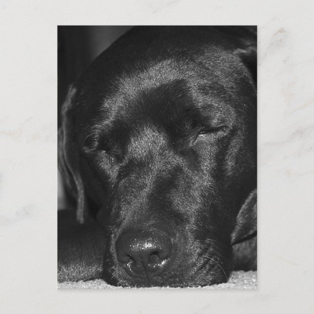 Postal Contenido, labrador negro durmiente (Anverso)