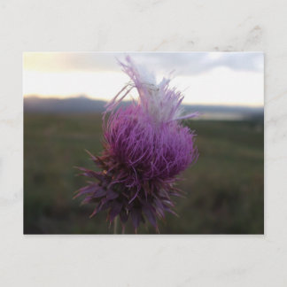 Postal Contra el grano