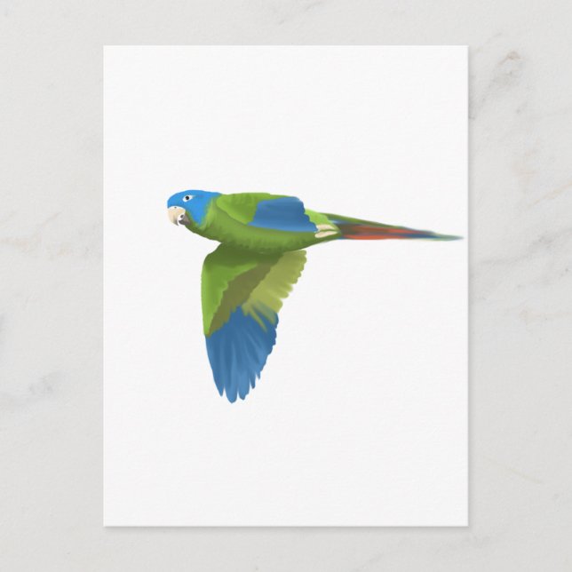 Postal Conure de corona azul (Anverso)