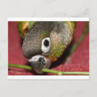 Conure de la mejilla verde