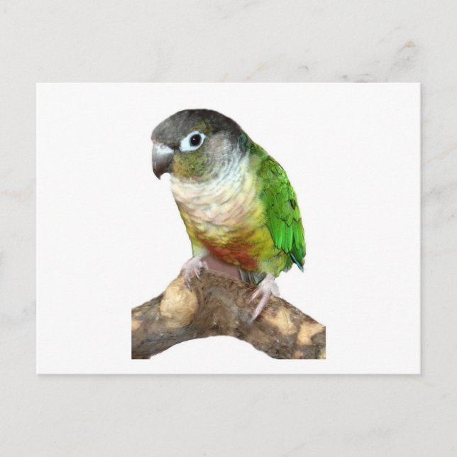 Postal Conure de la mejilla verde (Anverso)