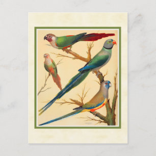 Postal Conure y Parakeets de época