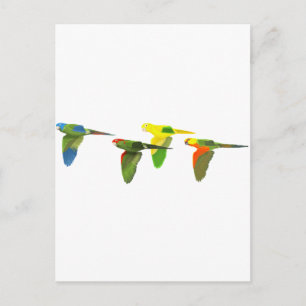 Postal ¡Conures!