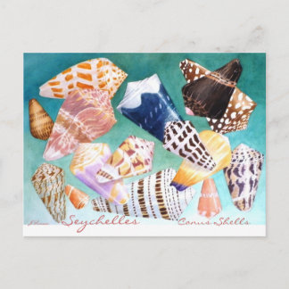 Postal Conus Shells de Seychelles