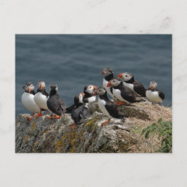 Postal Convención de Puffin