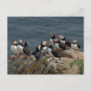 Postal Convención de Puffin