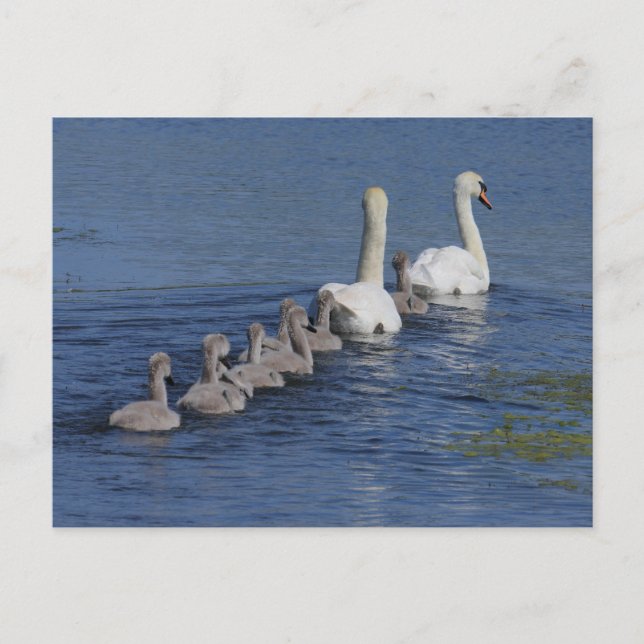 Postal Convoy de Cisnes (Anverso)