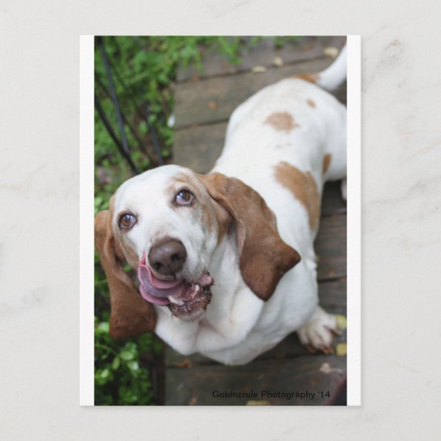 Postal ¿Cookie? (Anverso)