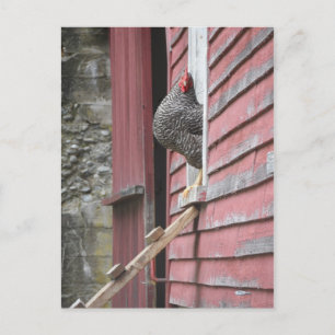 Postal Coop de pollo