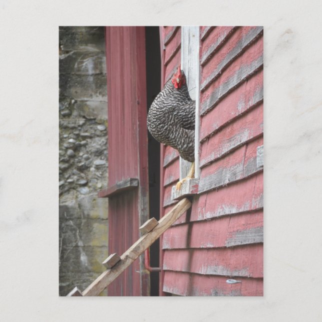 Postal Coop de pollo (Anverso)