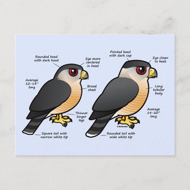 Postal Coop v Sharpie (Anverso)