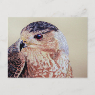 Postal Coopers Hawk
