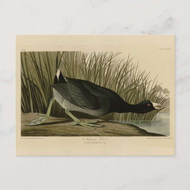 Postal Coot estadounidense de los pájaros de América de A (Anverso)