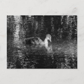 Postal Coot eurasiática joven (blanco y negro)