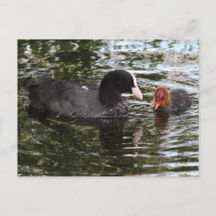 Postal Coot euroasiática para padres e hijos