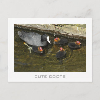 Postal Coots de corte