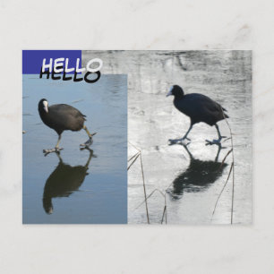 Postal Coots reducidos en la capa de hielo. HELLO Postcar