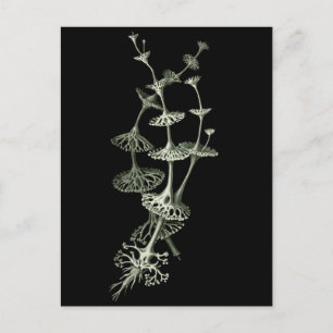Postal Copa Lichen