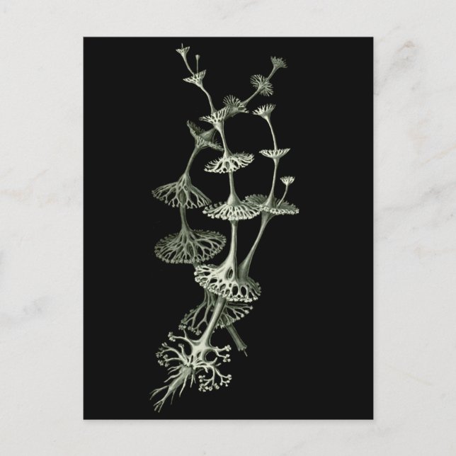 Postal Copa Lichen (Anverso)