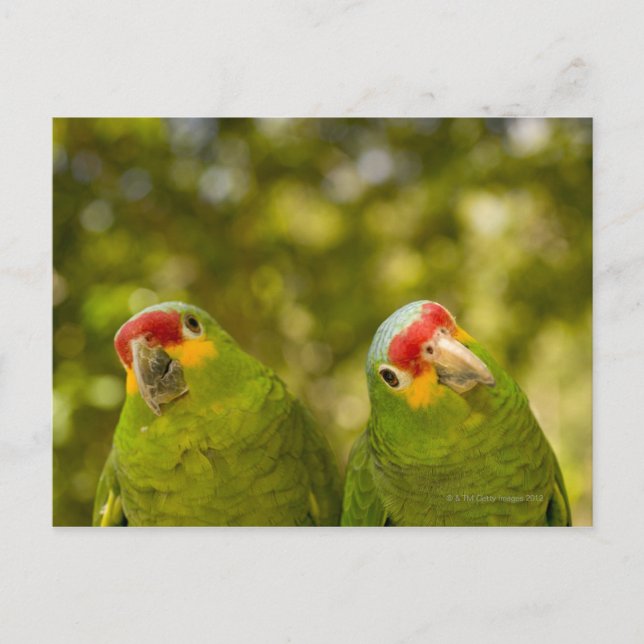 Postal Copan, Honduras (Anverso)