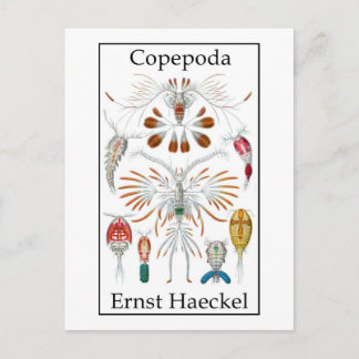 Postal Copepoda de Ernst Haeckel