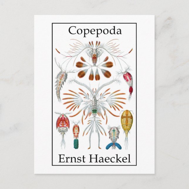 Postal Copepoda de Ernst Haeckel (Anverso)