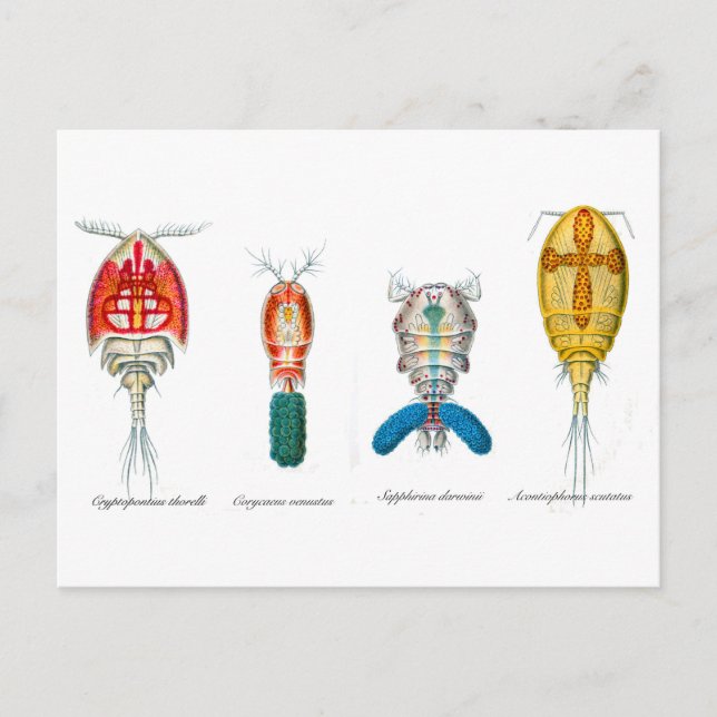 Postal Copepodos (Anverso)