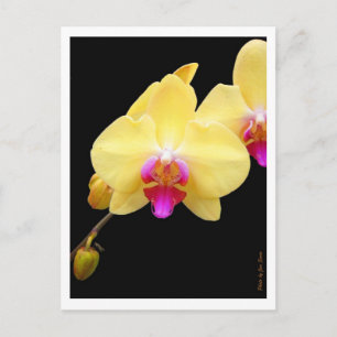Postal Copia de orquídeas amarillas