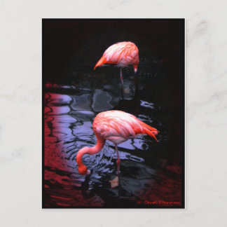 Postal copia FLAMINGO
