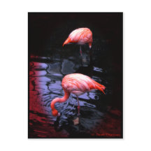 copia FLAMINGO