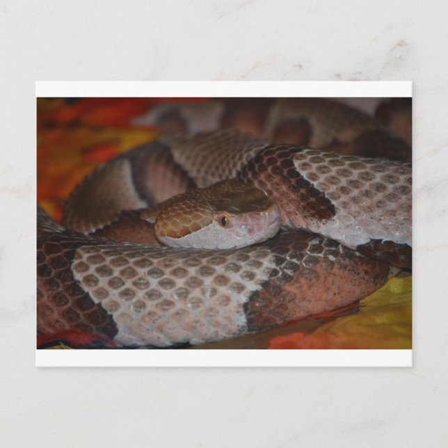 Postal Copperhead (Anverso)