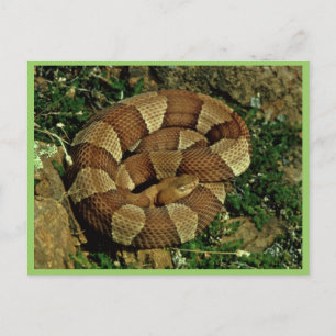 Postal Copperhead de banda ancha