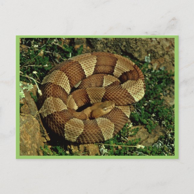Postal Copperhead de banda ancha (Anverso)