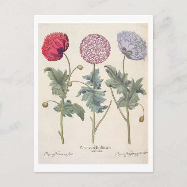 Postal Coppies: 1.Papaver multiplex albumoris rubicundis; (Anverso)