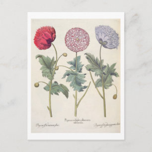Postal Coppies: 1.Papaver multiplex albumoris rubicundis;
