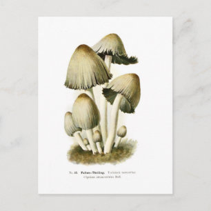 Postal Coprinus atramentarius