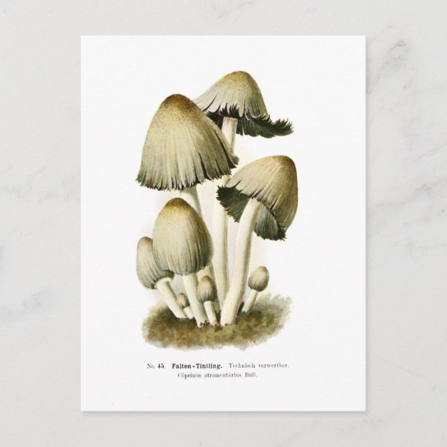 Postal Coprinus atramentarius (Anverso)