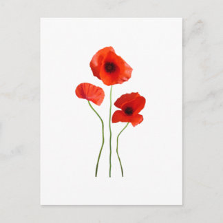 Postal coquelicot-amapola