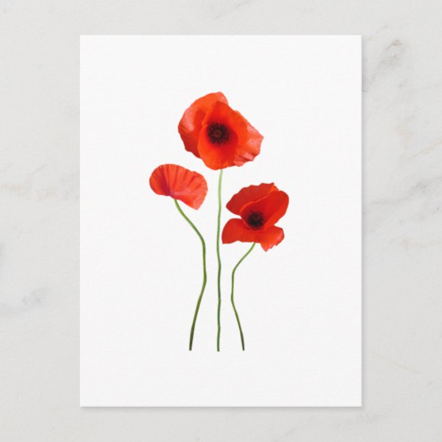 Postal coquelicot-amapola (Anverso)