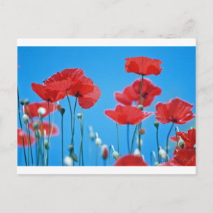 Postal Coquelicots de Provenza