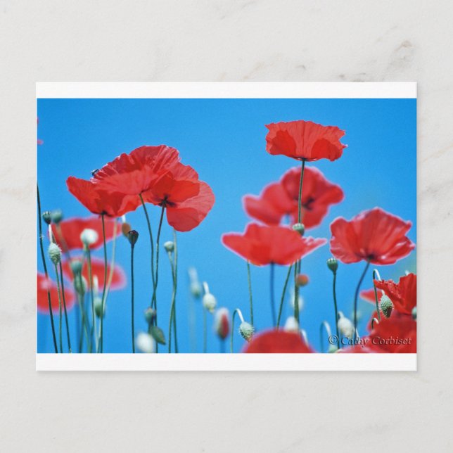 Postal Coquelicots de Provenza (Anverso)