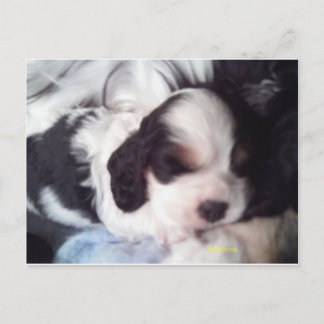 Postal Coquetería de coquetería de tres colores