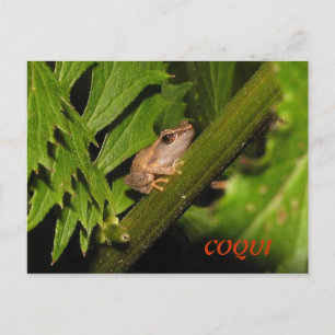Postal Coqui Postcard