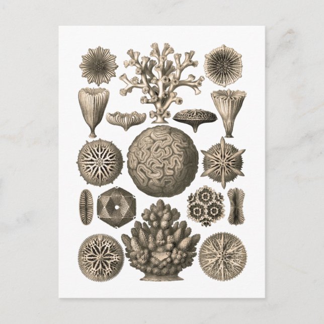 Postal Coral (Anverso)