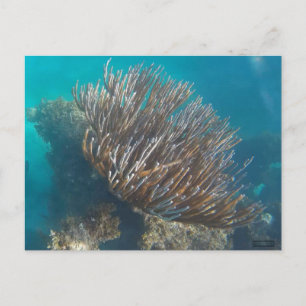 POSTAL CORAL #1
