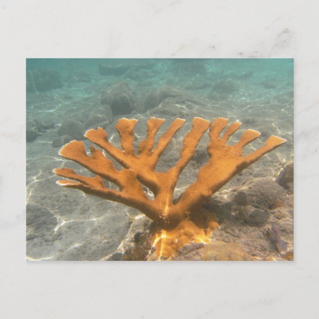 Postal Coral anaranjado (Anverso)