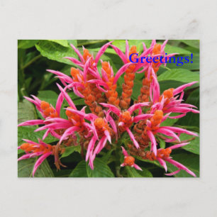 Postal Coral Aphelandra