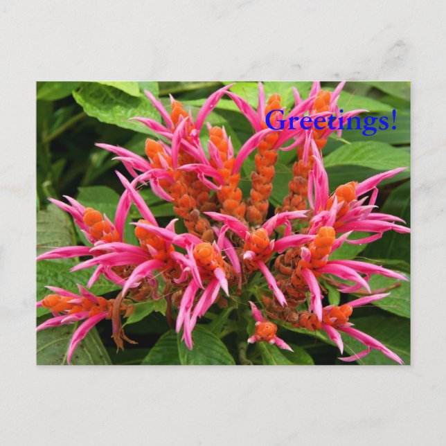 Postal Coral Aphelandra (Anverso)